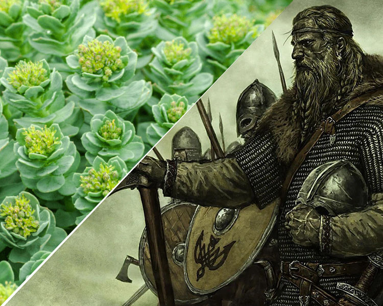 "Viking